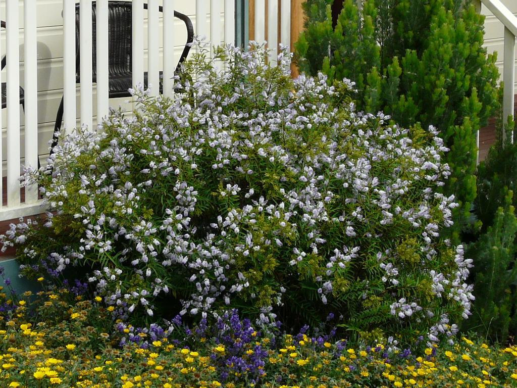 Avoca Cottages Victoria Buitenkant foto